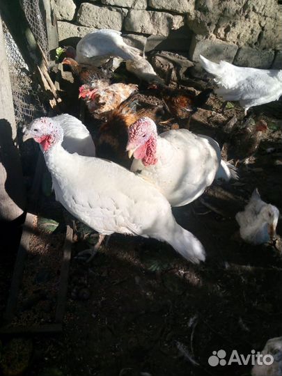 Гуси, индюки