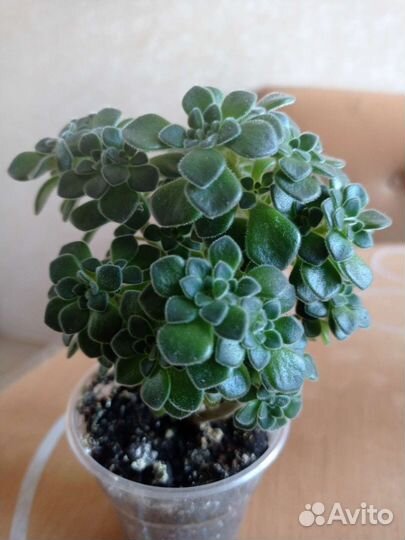 Неприхотливые суккуленты, черенки фикусов