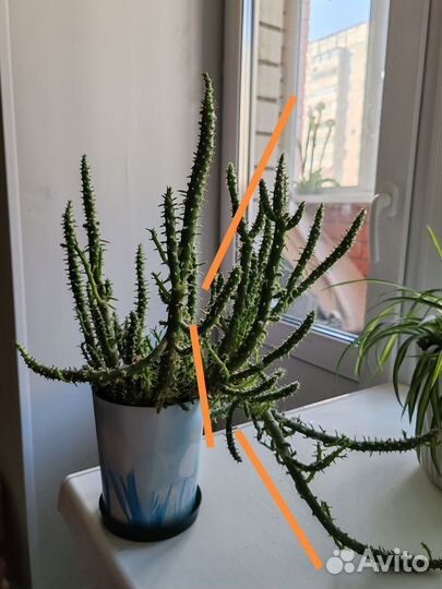 Кактус Опунция Субулата