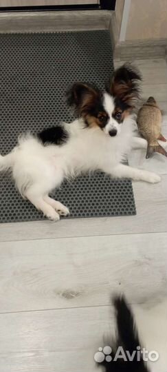 Красавчик мальчик