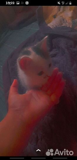 Котята турецкой ангоры