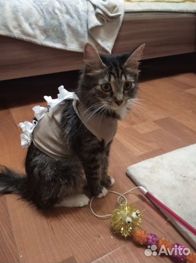 Домашняя кошечка