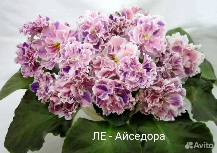 Сортовые фиалки