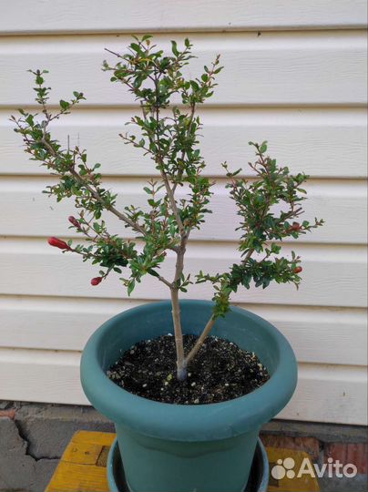 Гранат комнатный