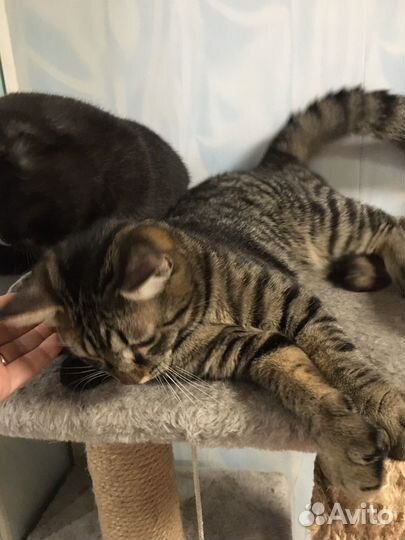 Кошка и кот