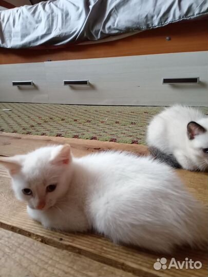 Отдам котят