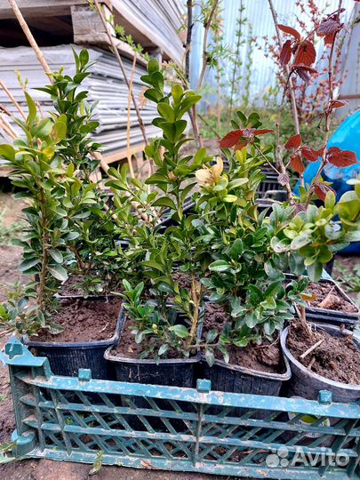 Декоративные растения для вашего сада