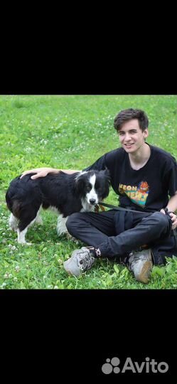 Ферзик ищет дом собака в добрые руки