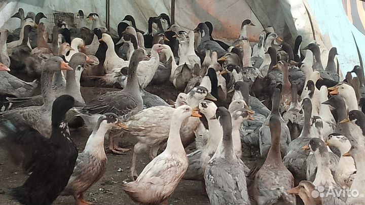 Голубой Фаворит и Агидель