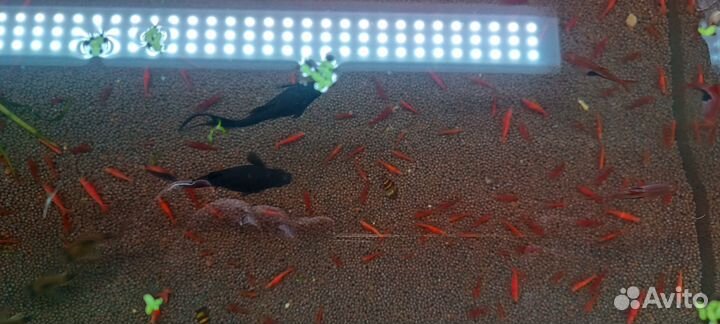 Креветки вишня Жёлтый неон Моллинезия Гуппи Эндл