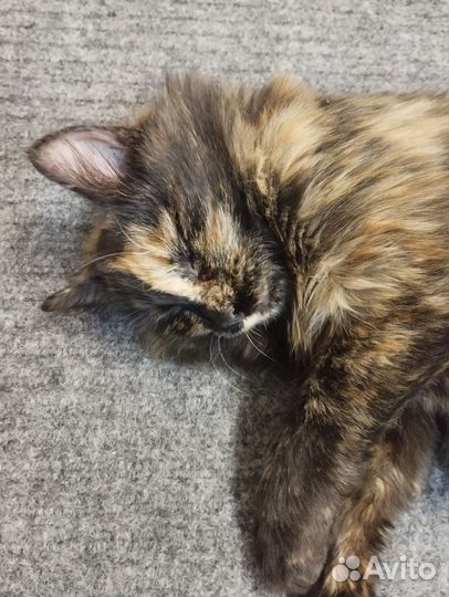 Кошка