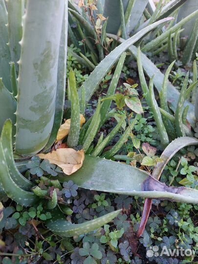 Алоэ лечебный