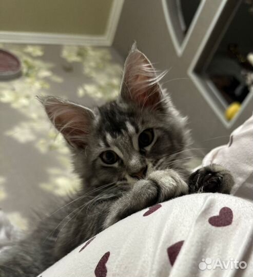 Котята мейн-кун