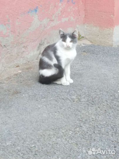 Котик 3,5 мес. Бездомный