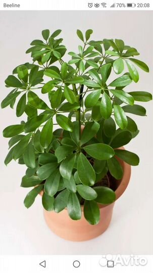 Комнатные цветы шефлера