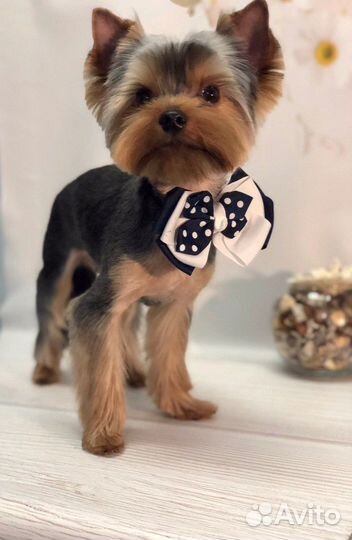 Стрижка собак в Новоселье