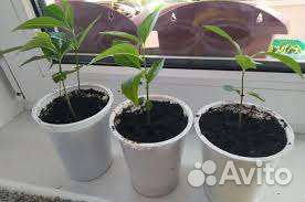 Саженцы маклюра (адамово яблоко)