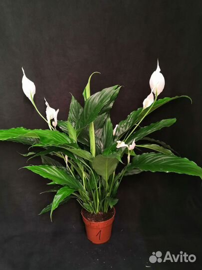 Спатифиллум или женское счастье 13/60-65