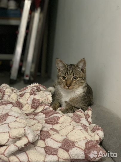 Котенок бесплатно