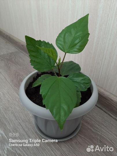 Гибискус махровый красный