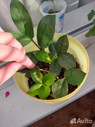 Замиокулькас