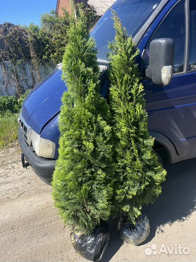 Туя колумна