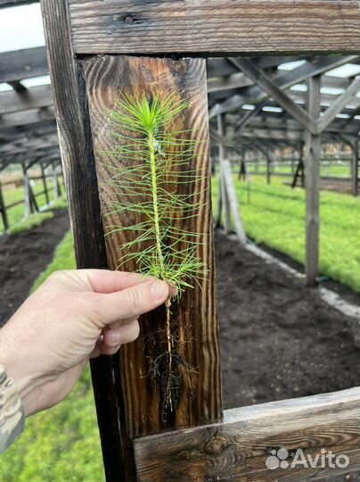 Сосна с окс сеянцы саженцы лесовосстановления