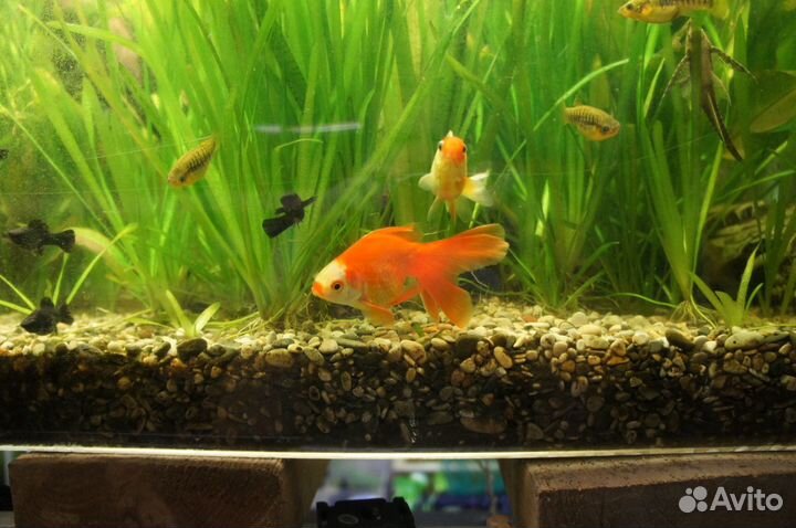 Рыбки московские.Суматранский барбус Меченос,гуппи