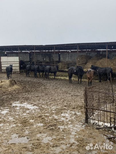 Продам лошадей