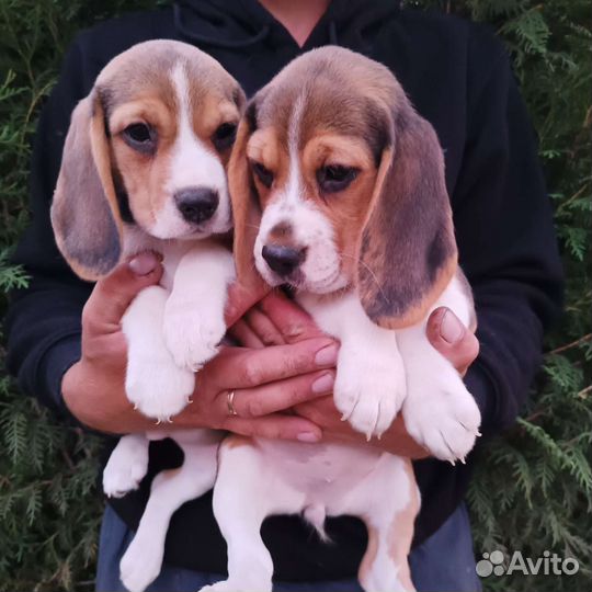 Щенки бигль