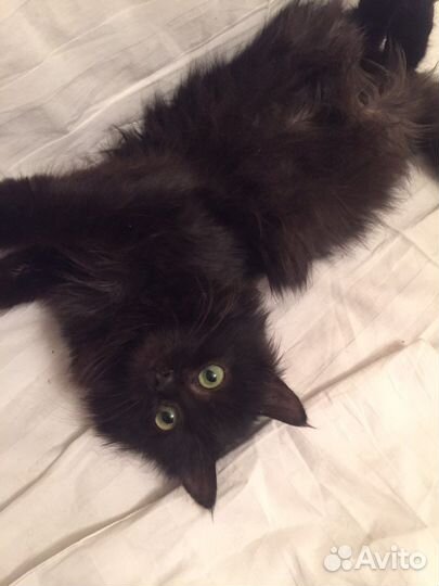 Кошка в дар