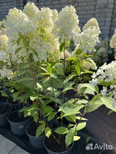 Гортензии метельчатые