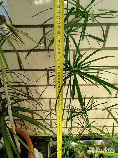 Циперус (папирус)