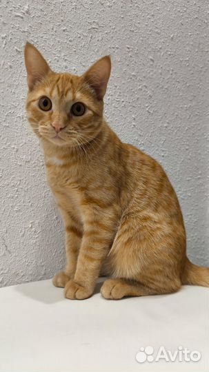Отдам в добрые руки котика 6 мес