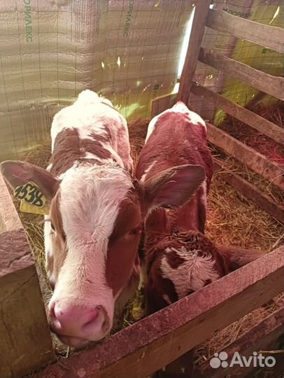 Телята симменталы