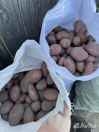 Картофель деревенский