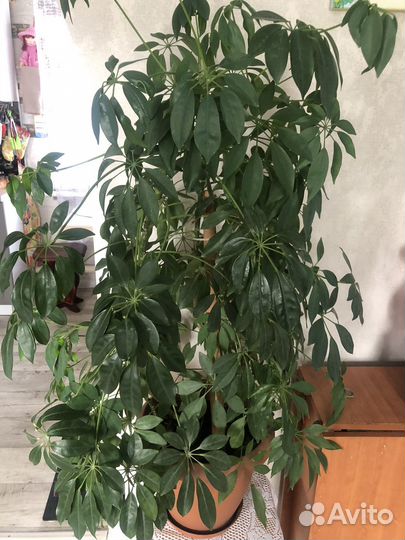 Комнатные цветы шефлера