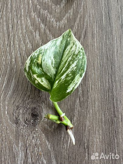 Сциндапсус Мунлайт минт вар