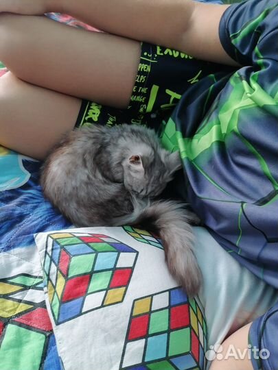 Котик бесплатно