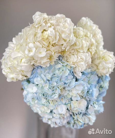 Гортензия, букеты из гортензий, композиции