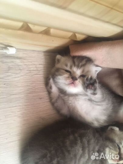 Британская кошка