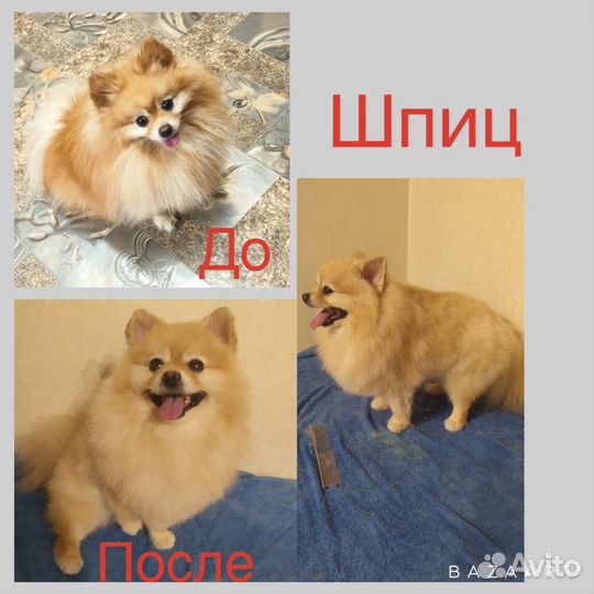 Грумер стрижка собак