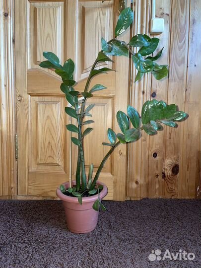 Замиокулькас