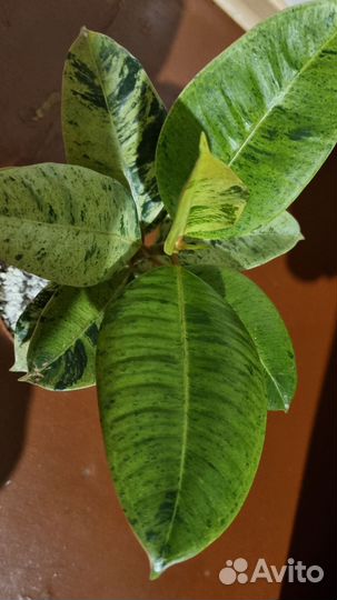 Фикус шривериана