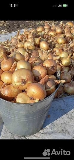Лук репчатый
