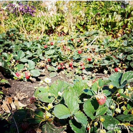 Рассада клубники ремонтантной