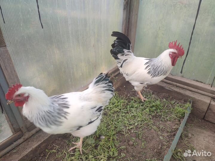 Кучинские, Адлеровские и Леггорн петушки