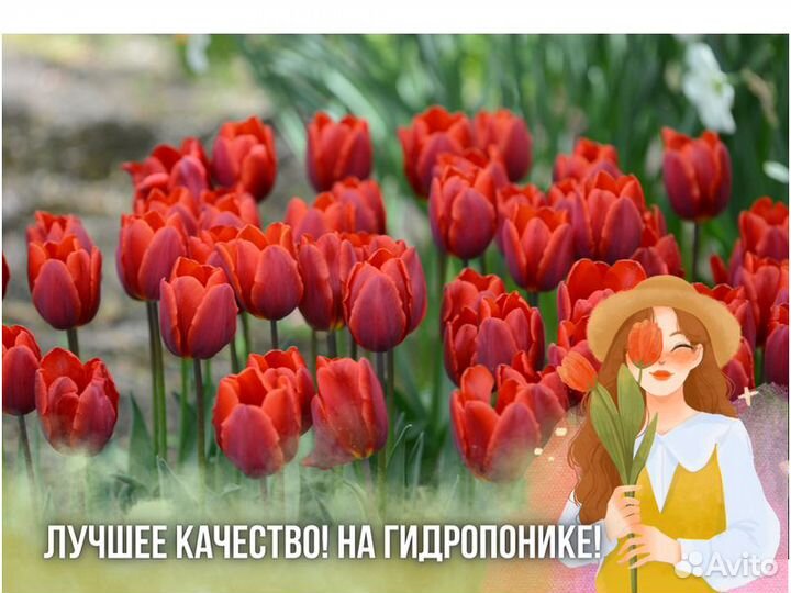 Тюльпаны оптом к 8 марта