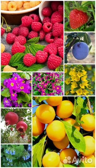 Рассада и саженцы