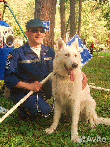 Дрессировка собак, гостиница для животных